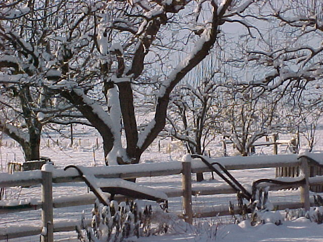 Winter_Backyard